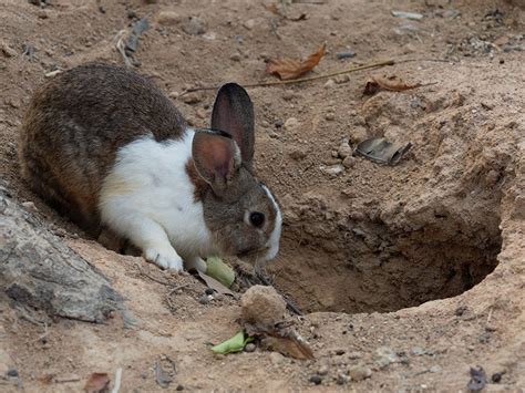 Rabbit Hole In Ground