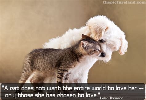 Cute Cat And Dog Quotes Quotesgram