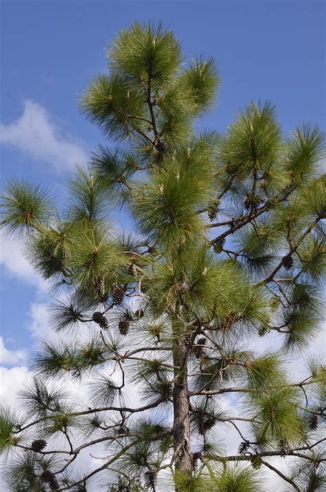Return Of The Majestic Longleaf Pine
