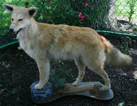 Vintage Taxidermy Mount Full Body Coyote