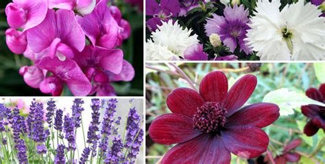 10 Most Fragrant Flowers For Your Garden Aromatic Plants Naturebring