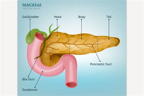 Pancreas Vector Image Healthcare Illustrations Creative Market