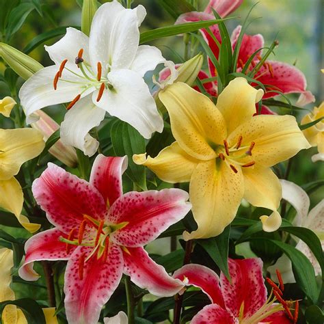 Van Zyverden Lilies Oriental Fragrant Blend Bulbs 9 Pack 11359 The