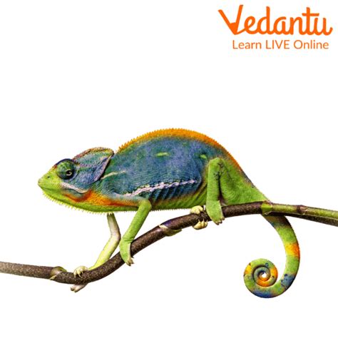 Facts About Chameleon Learn Important Terms And Concepts