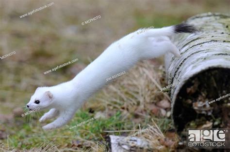 Ermine Stoat Short Tailed Weasel Mustela Erminea In Winter Coat