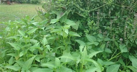 See full list on wikihow.com My little vegetable garden: Companion planting