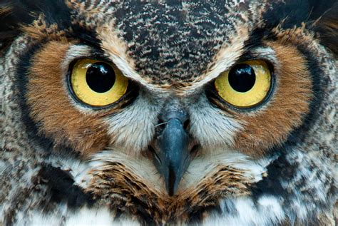 10 Incredible Details Surrounding The Stygian Owl The Devils Owl