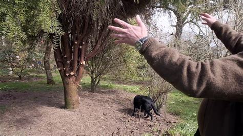 Uplifting The Crown Of A Tree Burncoose Nurseries Youtube