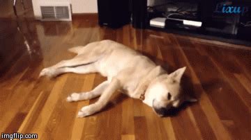 It might seem as if he's breathing way too quickly, or even that he's holding his breath. Do Dogs Dream? Find Out with Adorable GIFs | Rover Blog