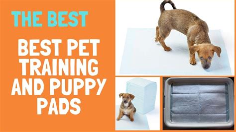 When you order online with us, you can expect. Best Pet Training Pad 2020 - Amazon Basics Puppy Training ...