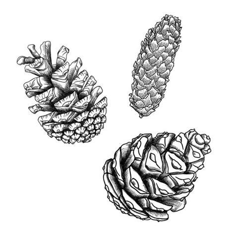 Set Of Hand Drawn Pine Cones — Stock Vector © Goldenshrimp 128896506