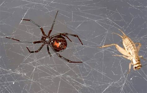 The spiders spin large webs in which females suspend a cocoon with hundreds of. Different spiders make different webs | Fleet Science ...