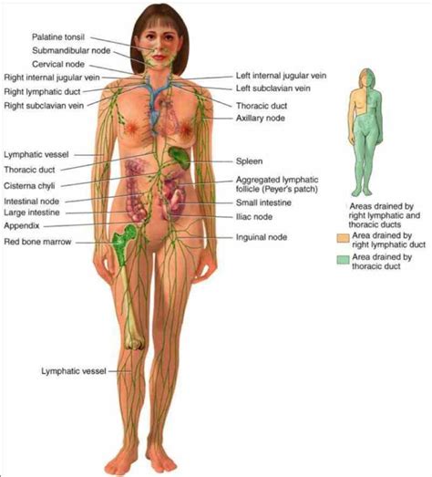 Since they were gaining a taste of men's power, the ideal women's body became a more boyish figure. of the female lymphatic system human body description ...