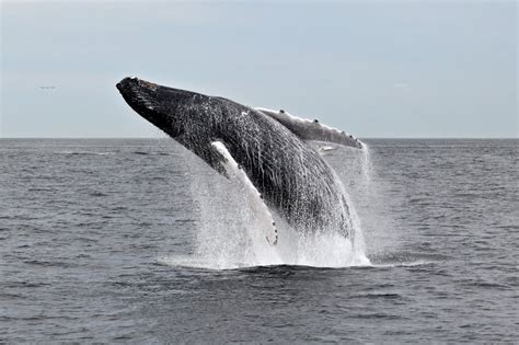 Humpback Whale Breaching Off Provincetown Ma In Cape Cod Seen On A