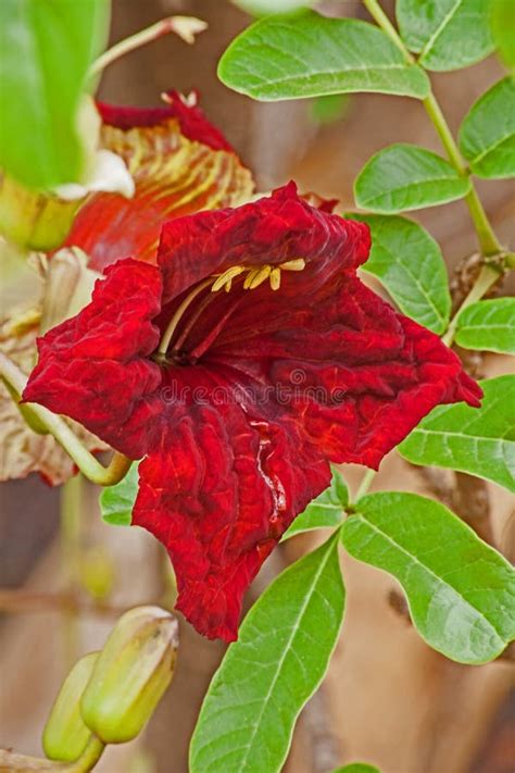 Red Flower Of The Sausage Tree Stock Image Image Of Habitat African