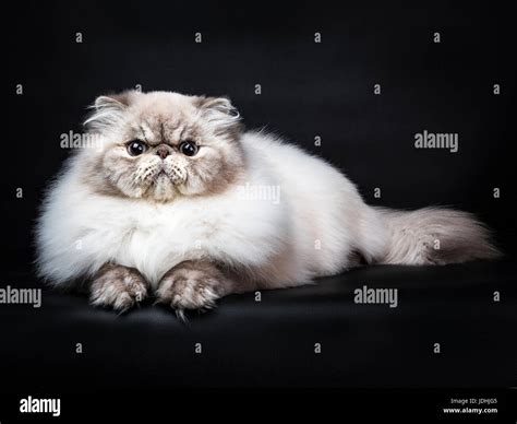 Tabby Point Persian Cat Laying Isolated On Black Background Stock Photo