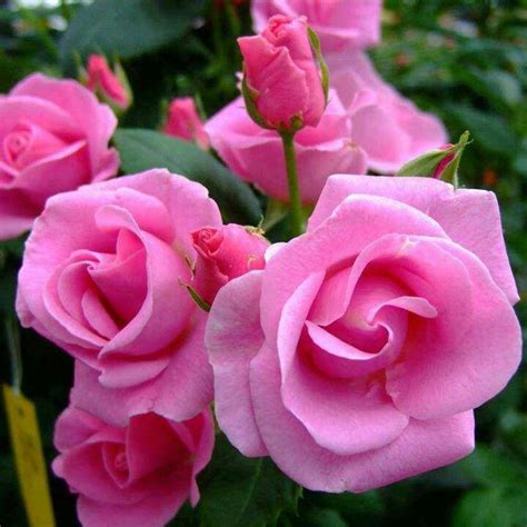 Beautiful Flowers Beautiful Pink Roses Love Flowers