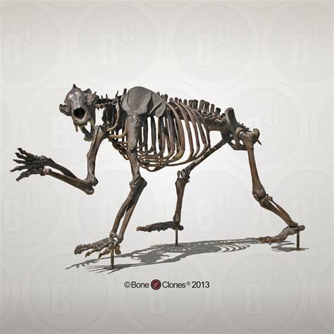 Bear Skeleton Ubicaciondepersonascdmxgobmx