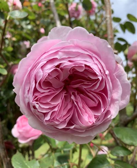 David Austin Rose 🌹 David Austin Roses Rose Heirloom Roses