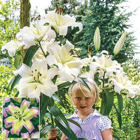 giant hybrid lily pretty woman k van bourgondiens