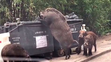 Giant Pig Caught On Camera Ravaging Dumpster Near School Goes Viral