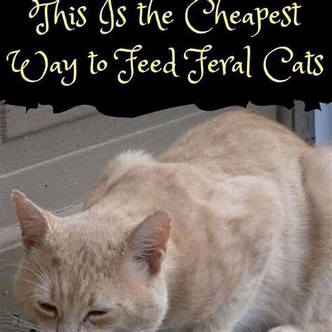 What Is The Cheapest Way To Feed Feral Cats Diy Seattle