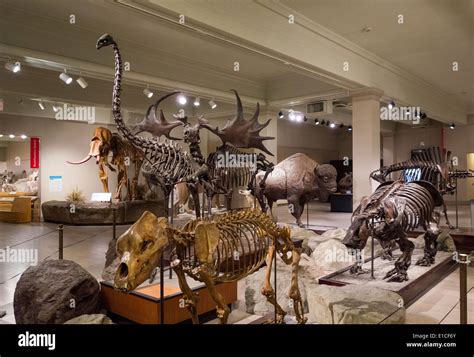 Dinosaur Hall Carnegie Museum Natural Hi Res Stock Photography And