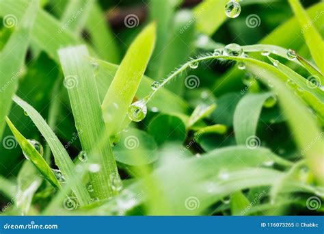 Green Grass Leaf With Dew Drops Stock Image Image Of Grass Liquid