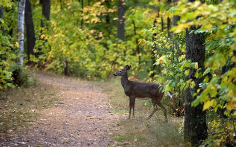 Trail Path Trees Forest Woods Leaves Nature Landscapes Deer