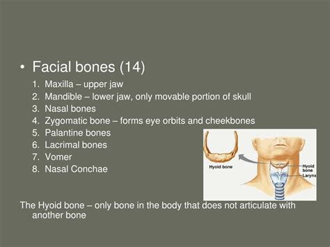 Ppt Bones Of The Skull Powerpoint Presentation Free Download Id5537439