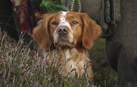 brittany spaniel rivalling  continental hprs  field