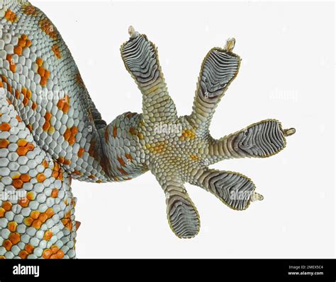 Tokay Gecko Gekko Gecko Climbing Glass From Below Close Up Of Foot