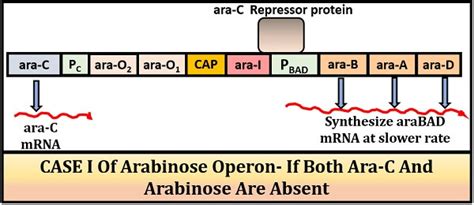 What Is Arabinose Operon Definition Structure And Regulation Biology