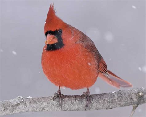 Bird In Everything Cardinals Birds Habitat