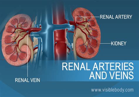 Renal Blood Vessels Labeled Open Vs Closed Circulatory System Biology