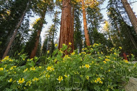 Wildflowers At Mariposa Grove Yosemite National Park Flickr