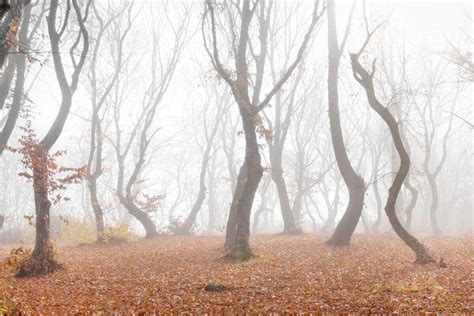 The Scariest And Most Haunted Forests On The Planet