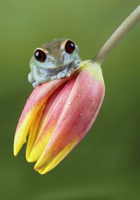 Ruby Eyed Tree Frog Rfrogs