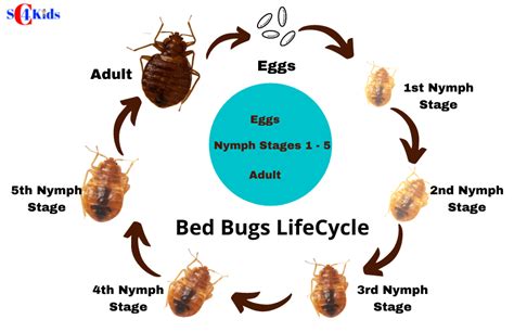 Bed Bug Life Cycle 7 Stages Of Bed Bug Life Cycle And Fun Facts