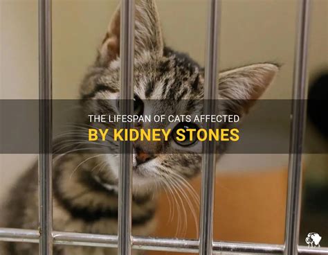 The Lifespan Of Cats Affected By Kidney Stones Petshun