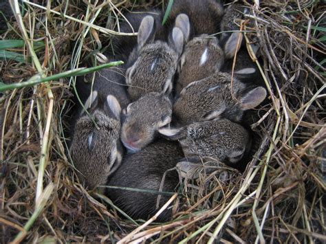 Snuggle Bunnies 🐰 Rabbit Animals Wild Bunny