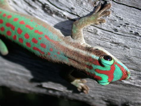 Phelsuma Gecko Species Commonly Available As Pets Hubpages
