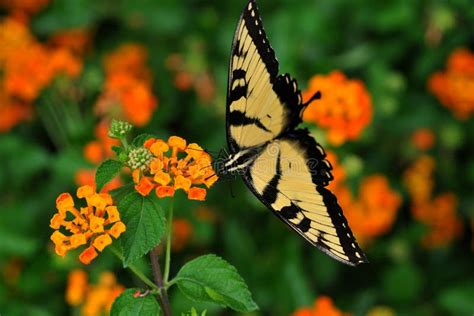 Yellow Swallowtail Butterfly Feeding On Lantana Stock Image Image Of
