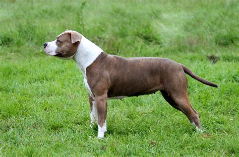 American staffordshire terrier breed maintenance. American Staffordshire Terrier, females - wds2018