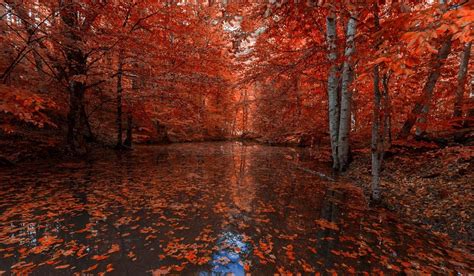 壁纸 阳光 树木 景观 森林 秋季 性质 反射 摄影 河 流 红色的叶子 季节 林地 栖息地 自然环境 落叶