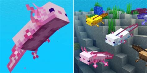 Minecraft Everything You Need To Know About Axolotls Business Guide