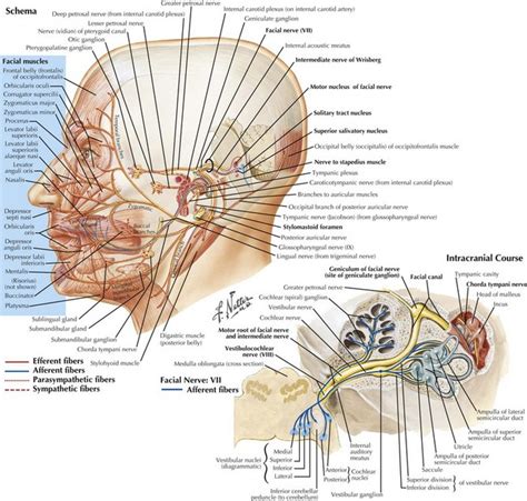 Cranial Nerve VII Neupsy Key