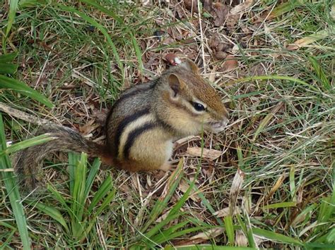 What Does Chipmunk Droppings Look Like