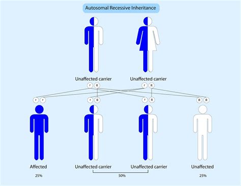 The mutation of autosomes arises from the evaluation of. Can A Recessive Trait Be On The Y Chromosome : Difference Between Punnett Square and Pedigree ...