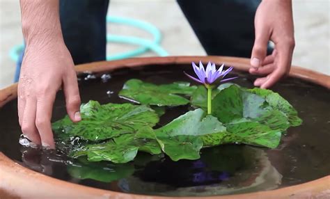 How To Grow Water Lilies In A Bowl Video The Whoot Water Lilies